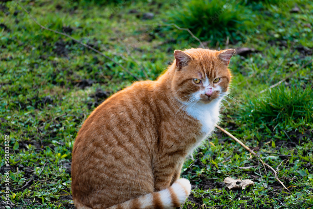 Cute ginger cat with yellow eyes outdoor scene in a farm