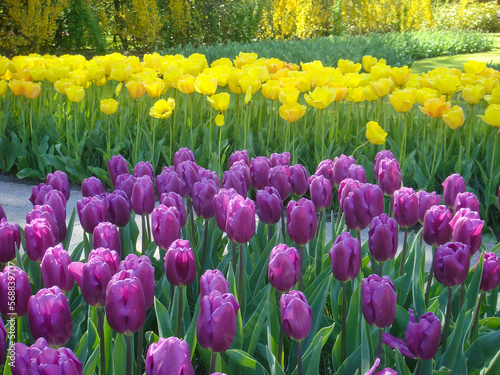 Fototapeta Naklejka Na Ścianę i Meble -  Purple and yellow tulips in park on the spring day. Close-up. Keukenhof. Netherlands.