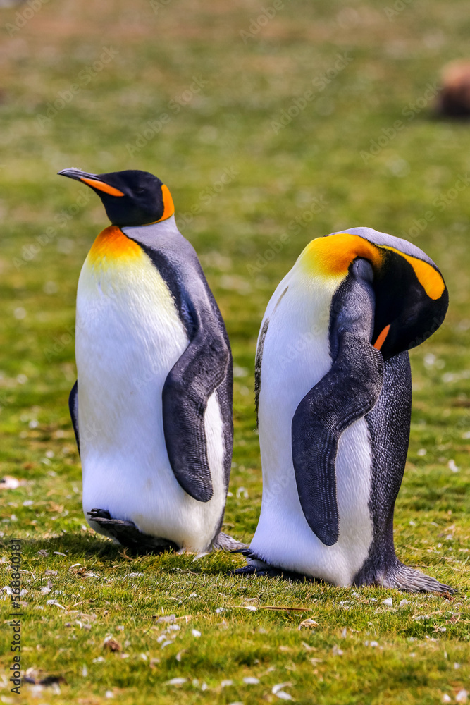 Fototapeta premium Volunteer Point, Falkland Islands, UK