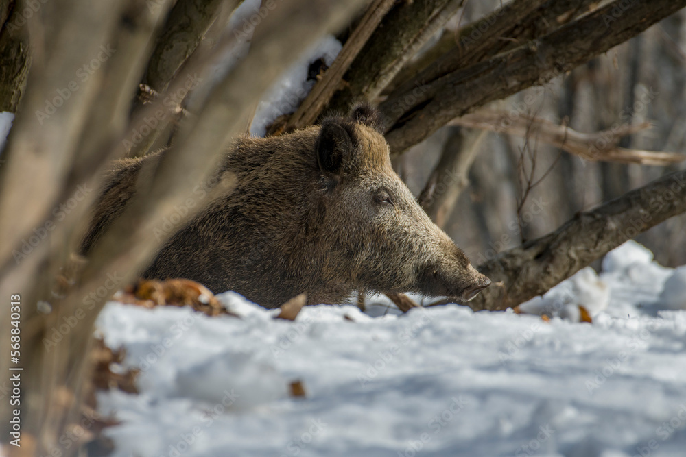 Close up of huge wild boar (Sus scrofa) emerging from the woods, looking for food on snowy ground. Italian Alps.