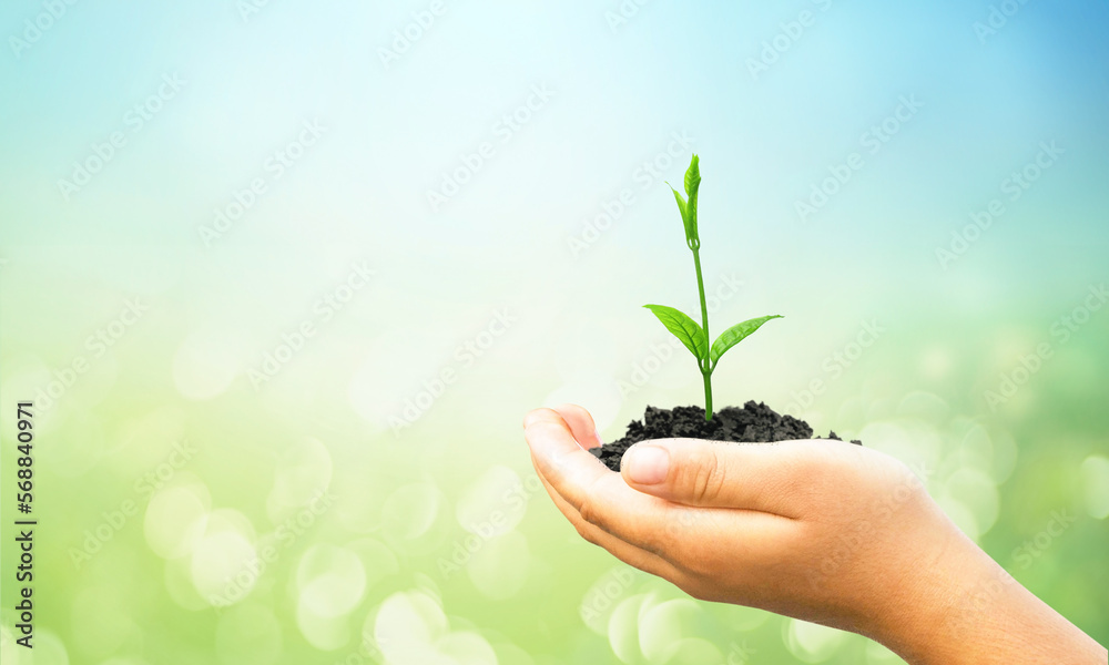 ESG concept: Human hands holding tree over blurred nature background ESG concept: Human hands holding tree over blurred nature background
