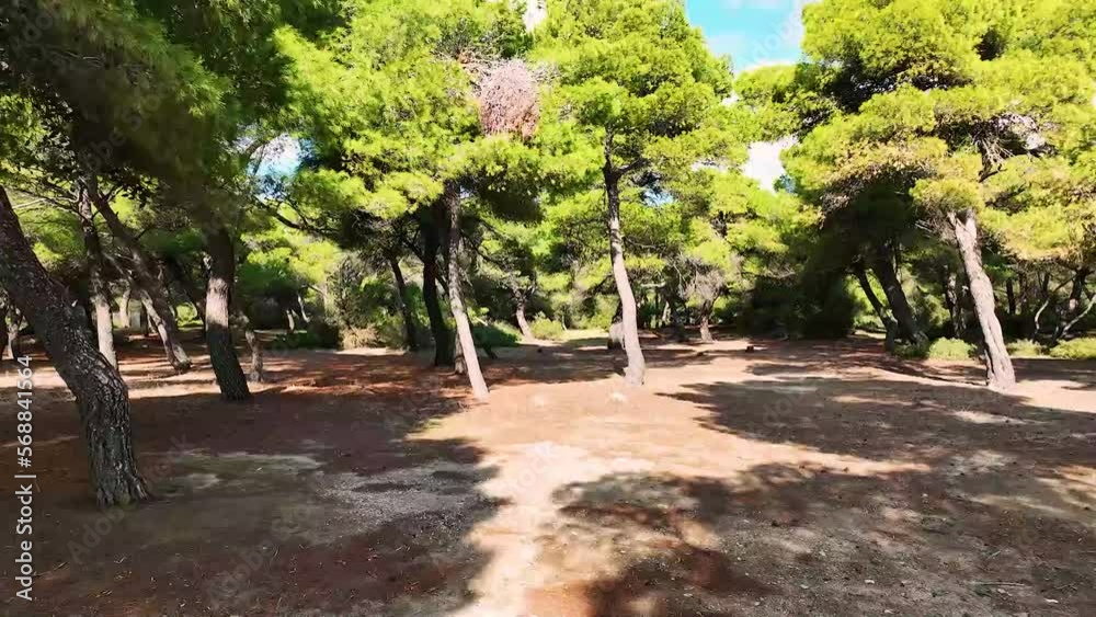 Drone flight through the forest and over the sea Drone flight through the forest and over the sea