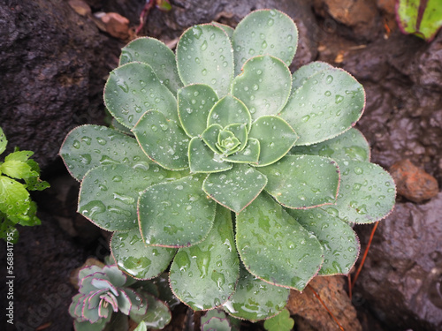 saxifagae, rockfoil