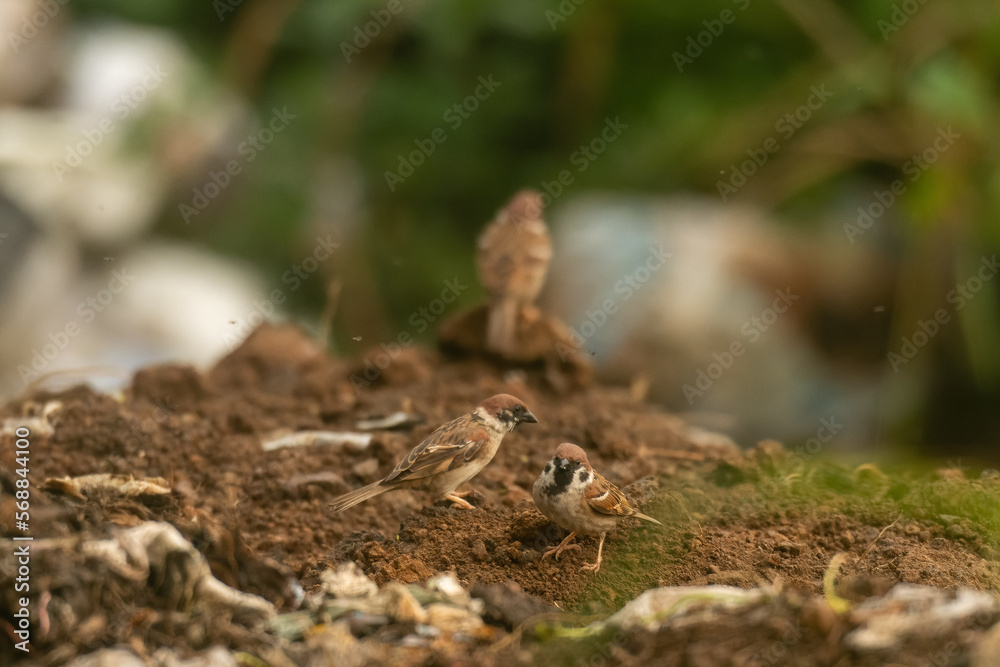 The Eurasian tree sparrow Passer montanus The Eurasian tree sparrow Passer montanus