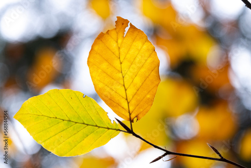 beech autumn leaves