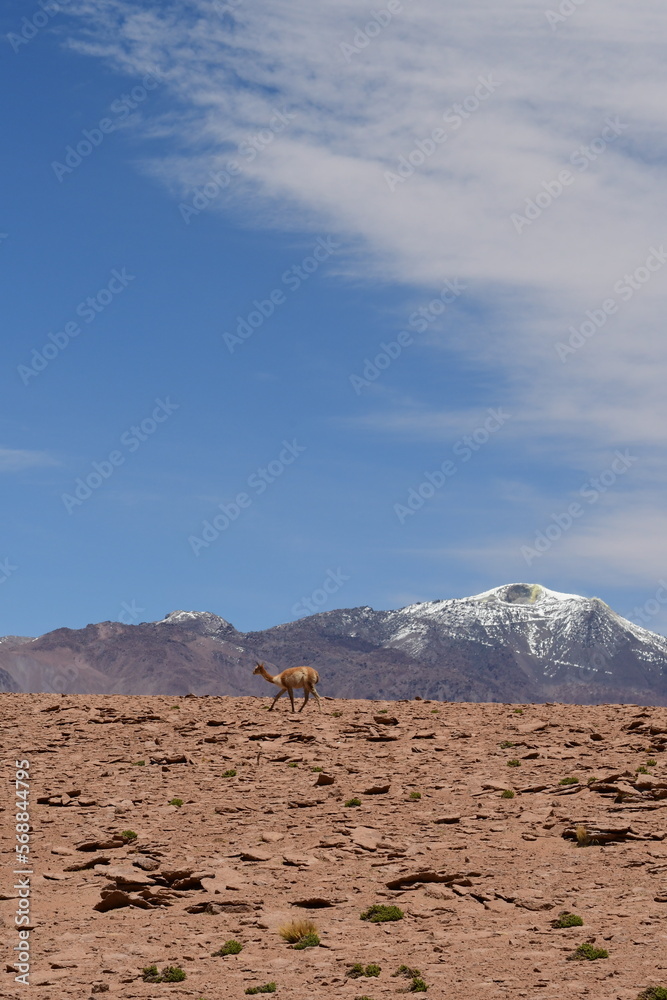 Vikunja on Altiplano Atacama Desert Chile South America