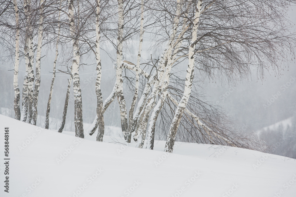 An abundant snowfall in the Romanian Carpathians in the village of Sirnea, Brasov. Real winter with snow in the country An abundant snowfall in the Romanian Carpathians in the village of Sirnea, Brasov. Real winter with snow in the country