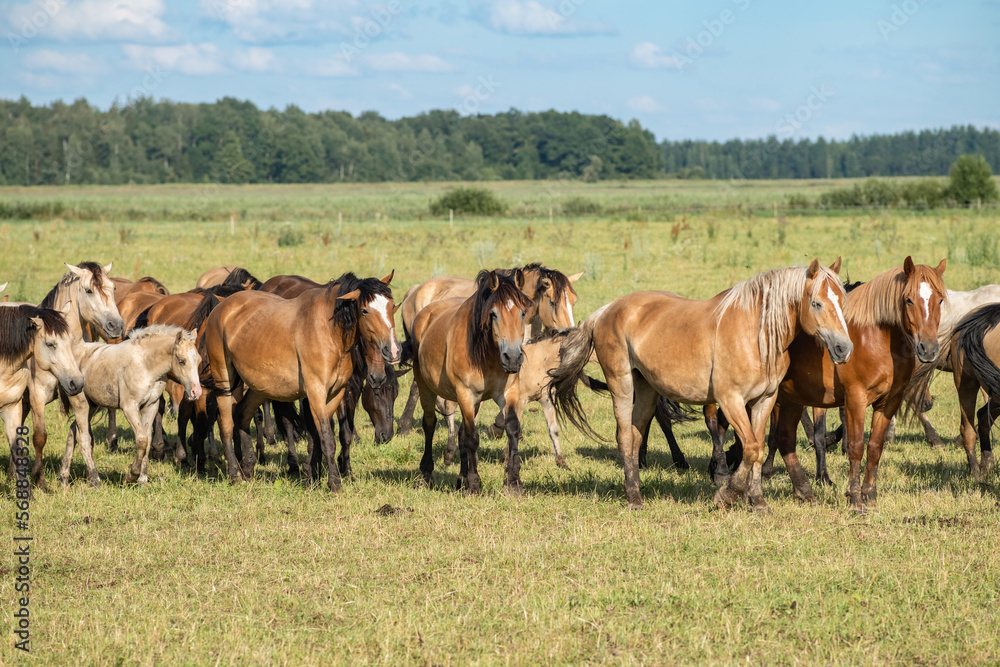 A herd of thoroughbred horses grazes on a beautiful green summer field. A herd of thoroughbred horses grazes on a beautiful green summer field.