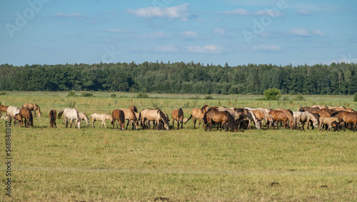 A herd of thoroughbred horses grazes on a beautiful green summer field.