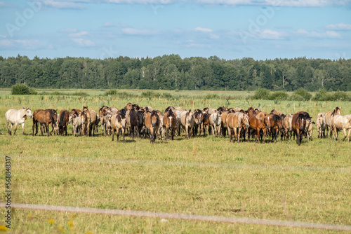 A herd of thoroughbred horses grazes on a beautiful green summer field.