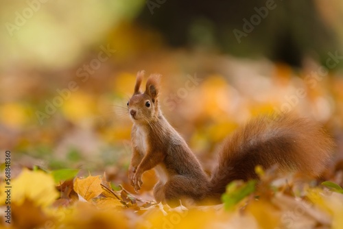 A cute european red squirrel sits in autumn leaves. Wildlife scene with a cute animal.  Sciurus vulgaris