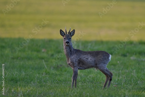 A young roebuck standing on the meadow. Capreolus capreolus. Wildlife scene with a deer. 