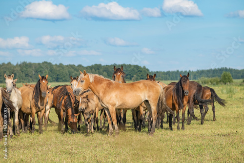 A herd of thoroughbred horses grazes on a beautiful green summer field.