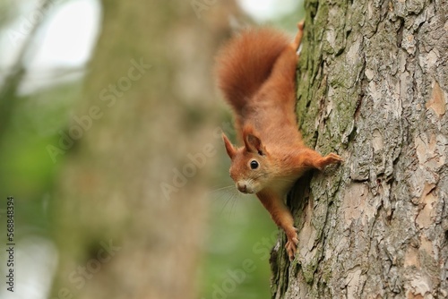 A cute european red  squirrel climbs a tree trunk.  Wildlife scene with a cute animal. Sciurus vulgaris. © Monikasurzin