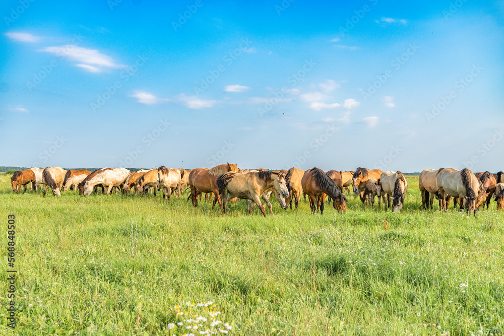 A herd of thoroughbred horses grazes on a beautiful green summer field.