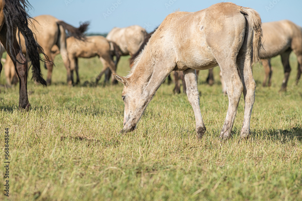A herd of thoroughbred horses grazes on a beautiful green summer field. A herd of thoroughbred horses grazes on a beautiful green summer field.