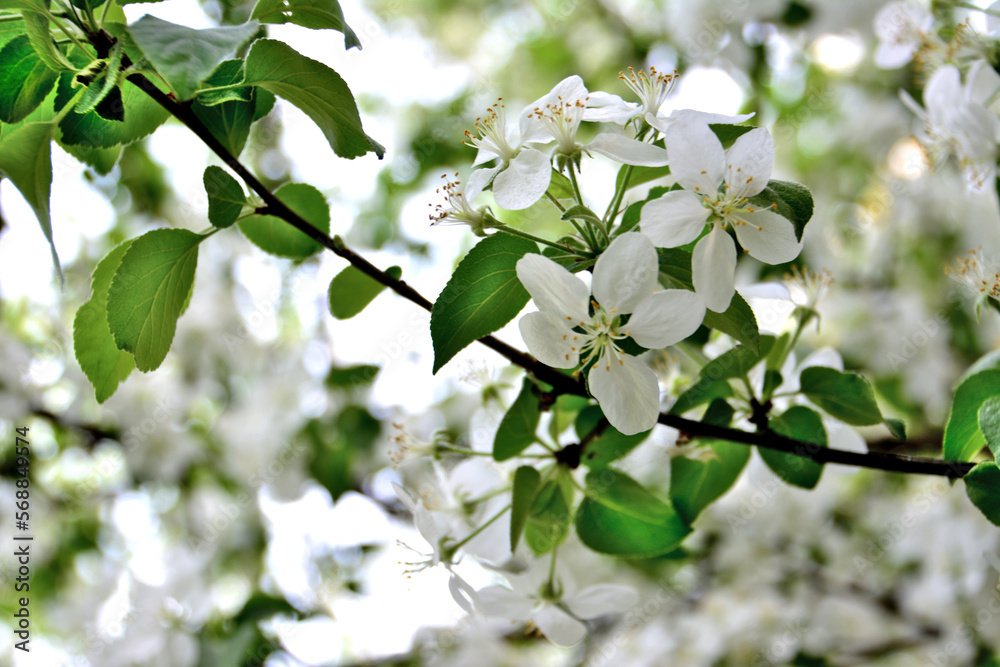 blooming apple tree covered with white flowers isolated on apple tree, macro