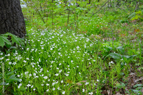 green lawn with blooming anemone flowers isolated in the forest near tree trunk, close-up