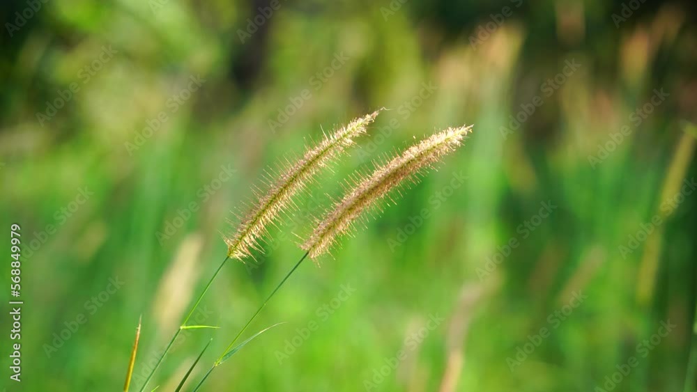 Closeup grass flowers blowing in the wind on blurry background Closeup grass flowers blowing in the wind on blurry background