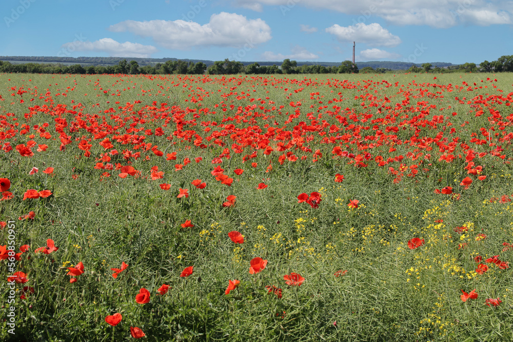 Obraz premium A field with blooming red poppies. Poppy is a weed plant.