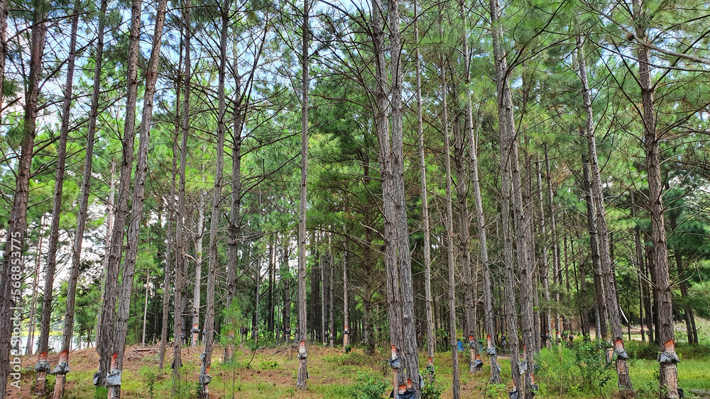 Fototapeta premium Pine forest. Pinus forest sap extraction.