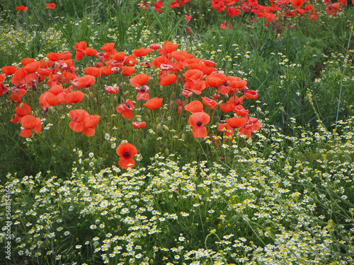 poppy field
