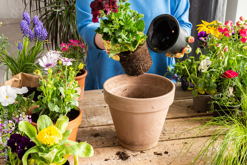 Spring decoration of a home balcony or terrace with flowers, woman transplanting a flower geranium into a clay pot, home gardening and hobbies, biophilic design