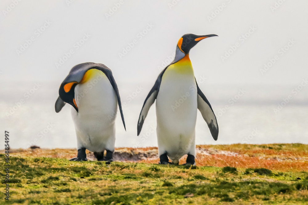 Fototapeta premium Volunteer Point, Falkland Islands, UK