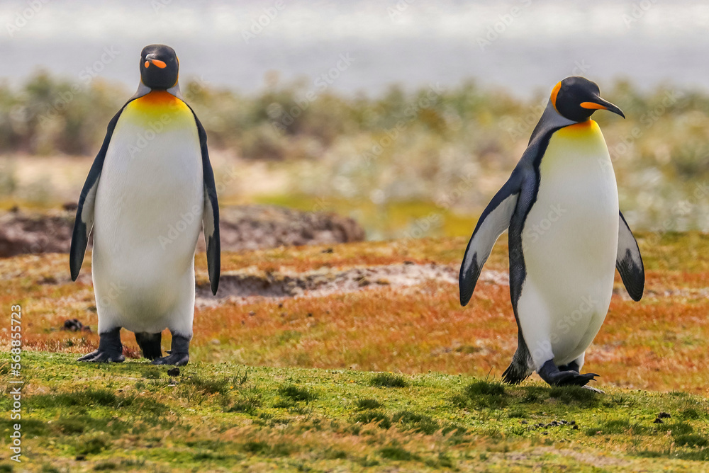 Fototapeta premium Volunteer Point, Falkland Islands, UK
