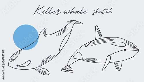 Hand drawn sketch style killer whales isolated on white background. Vector illustration.