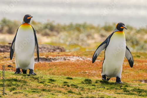 Volunteer Point  Falkland Islands  UK