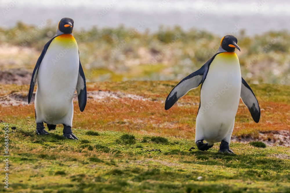 Fototapeta premium Volunteer Point, Falkland Islands, UK
