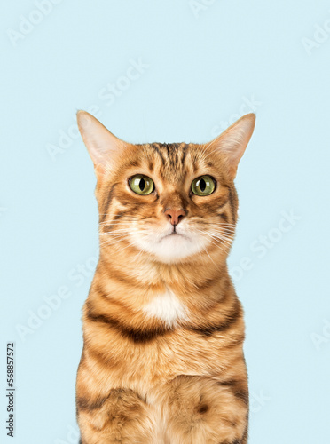 Funny cat face on a colored background. © Svetlana Rey