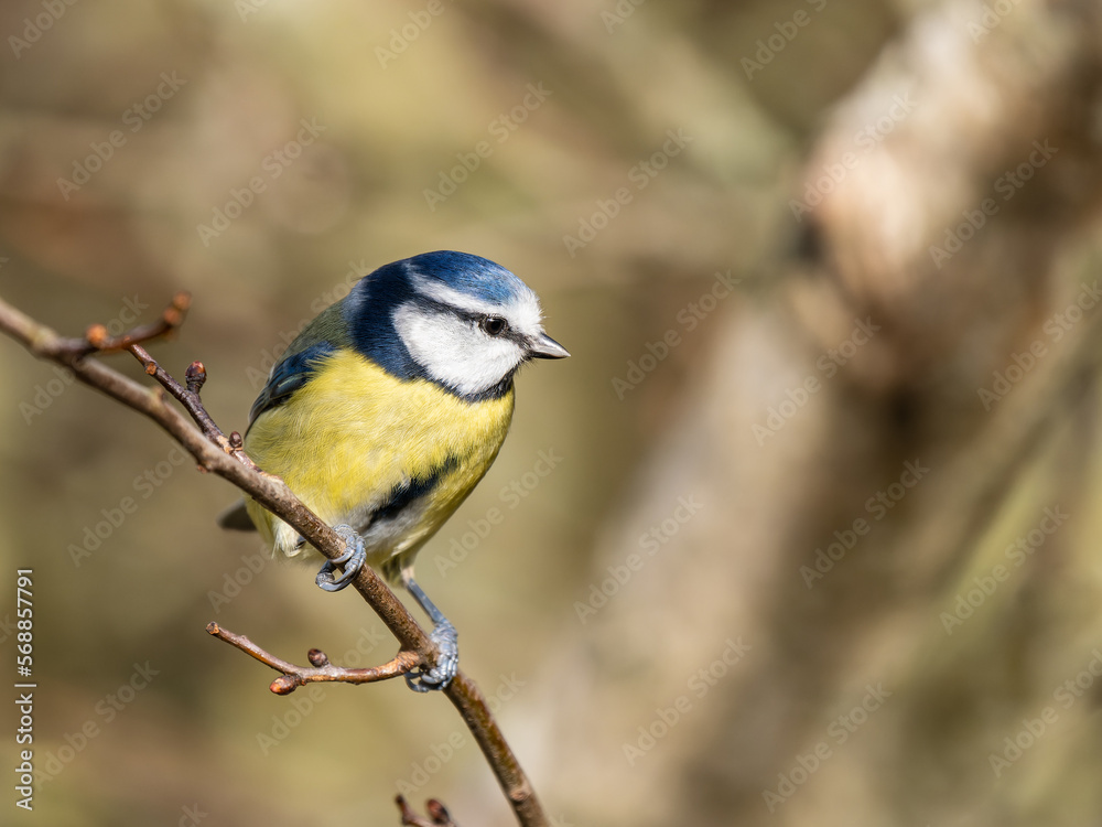 Blue Tit Perched on a Twig Blue Tit Perched on a Twig