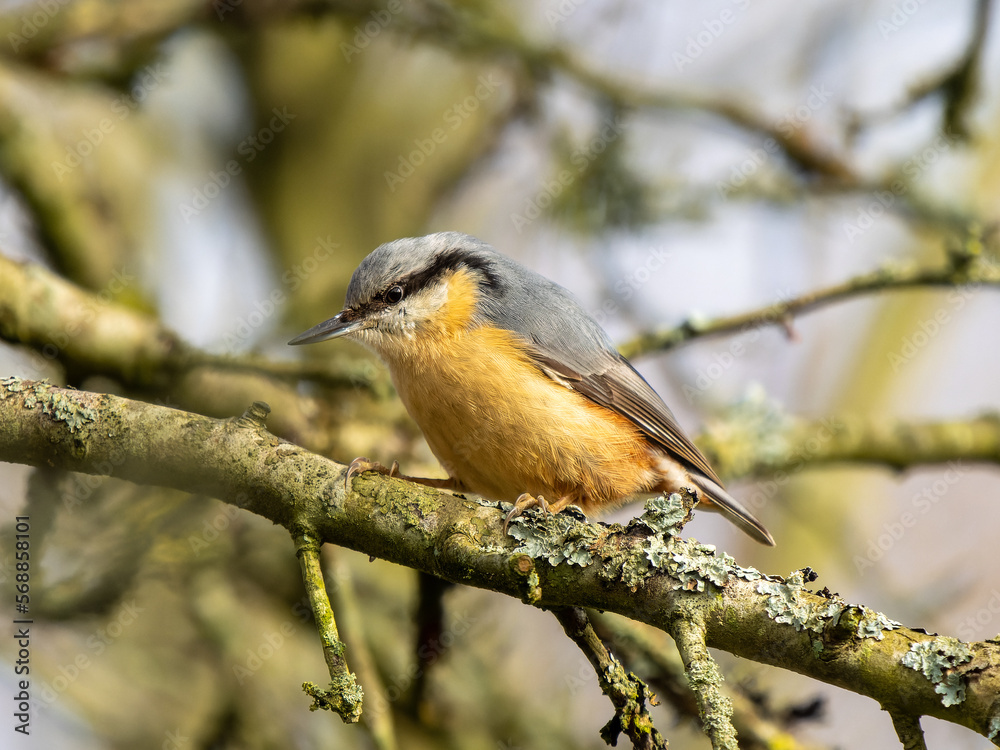 Nuthatch Perched on a Tree Nuthatch Perched on a Tree