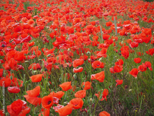 poppy field