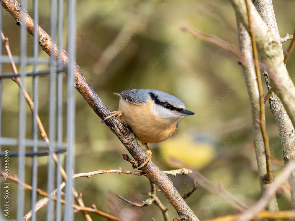 Obraz premium Nuthatch Bird on a Birdfeeder