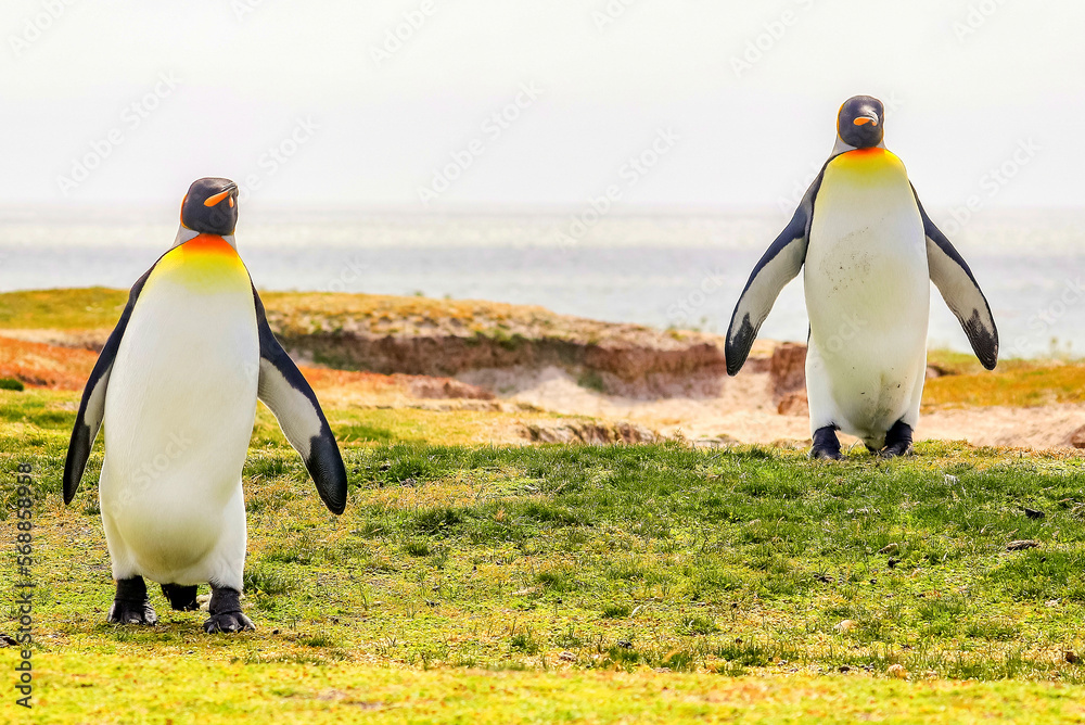 Obraz premium Volunteer Point, Falkland Islands, UK