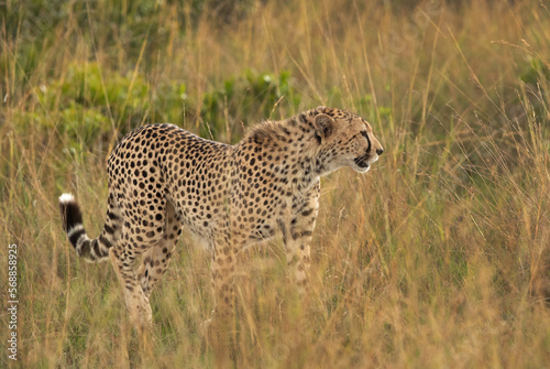 Closeup of a Cheetah  in the mid of tall grasses, Masai Mara, Kenya