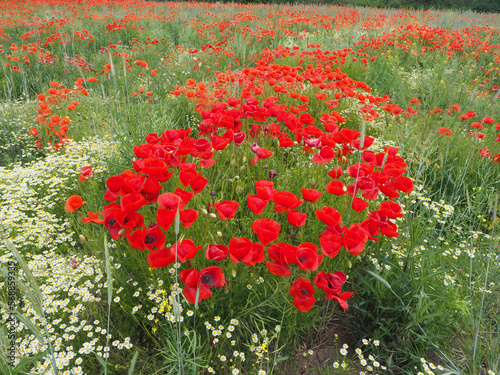poppy and oxeye daisy field