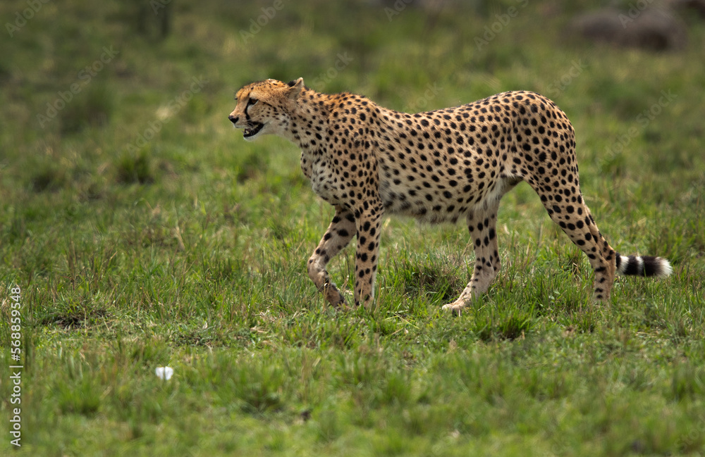 Portrait of a Cheetah at Masai Mara, Kenya Portrait of a Cheetah at Masai Mara, Kenya
