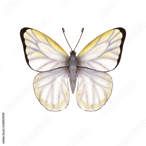 Watercolor cabbage butterflies isolated on white background. Perfect for wallpaper, print, textile, nursery, scrapbooking, wedding invitation, banner design, postcards, clothing © Masha_tolk_art