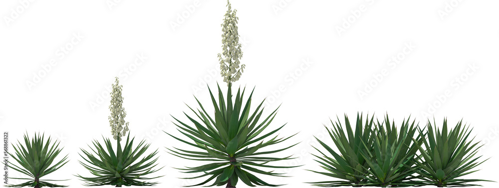 agave agav plant hq arch viz cutout