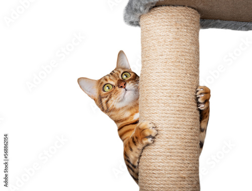 A domestic cat climbs up a cat pole.