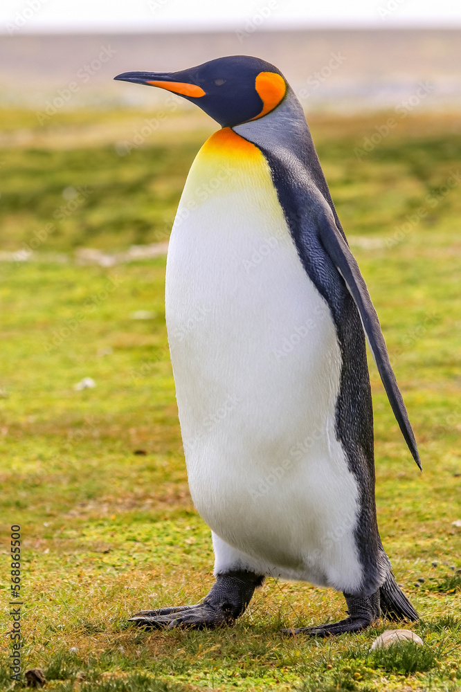 Fototapeta premium Volunteer Point, Falkland Islands, UK
