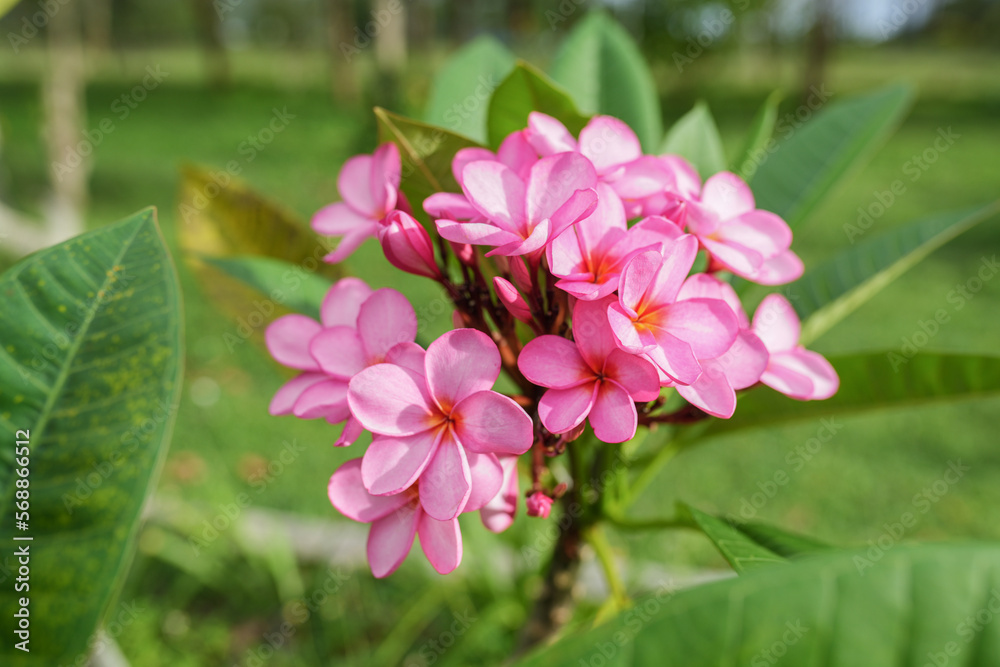 Pink Frangipani Flowers (Plumeria Rubra ‘Gabrielle’ or Bunga Kamboja) with green leaves and pink petals wtih blury background Pink Frangipani Flowers (Plumeria Rubra ‘Gabrielle’ or Bunga Kamboja) with green leaves and pink petals wtih blury background