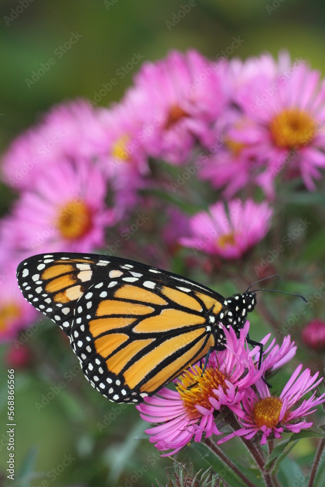 monarch butterfly on pink New England aster flower monarch butterfly on pink New England aster flower