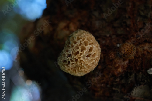 Patagonian fungus Cyttaria harioti also called Pan de Indio or Llao Llao