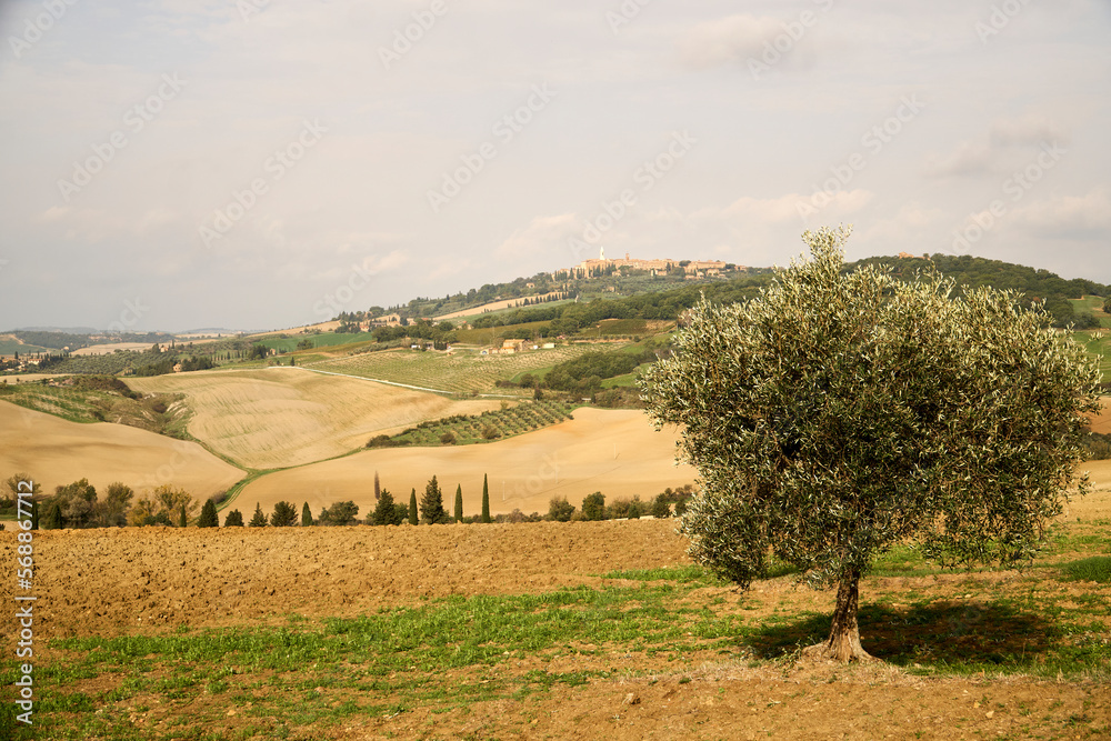 Plowed fields in Tuscany, Italy. Autumn landscape. Olive tree.   
