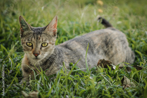cat on grass © Sebastian
